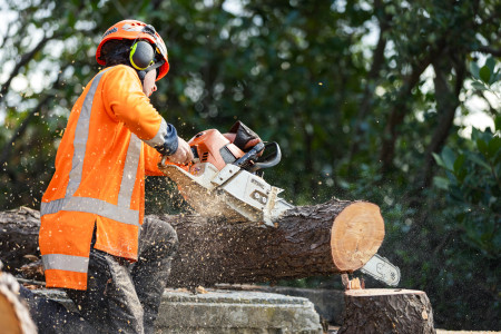 Chainsaw skills are essential. Photo credit: Wellington City Council. An apprentice saws through a log with a chainsaw.