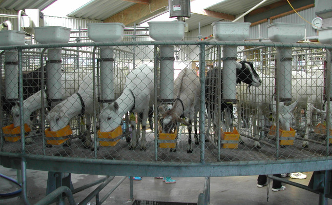 Dairy Goat photo